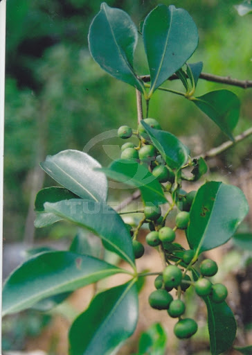 Cây Cam núi.  Toddalia asiatica (L.) Lam - Cây Thuốc Nam Quanh Ta